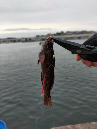 アイナメの釣果