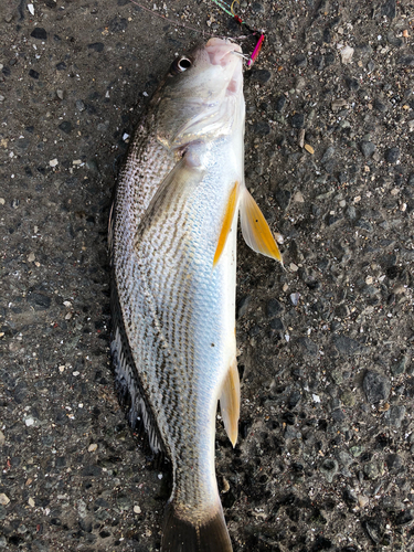 ニベの釣果