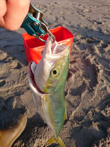 ワカシの釣果