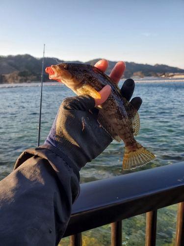 アイナメの釣果