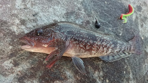 アイナメの釣果