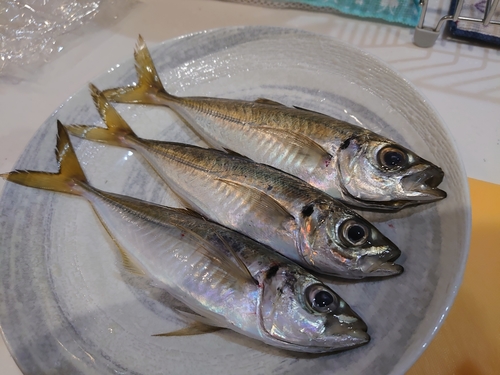 アジの釣果