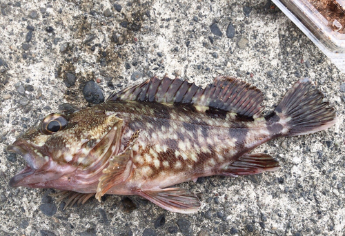 カサゴの釣果