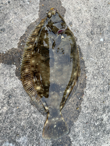 カレイの釣果