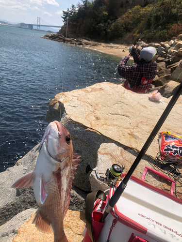 タイの釣果