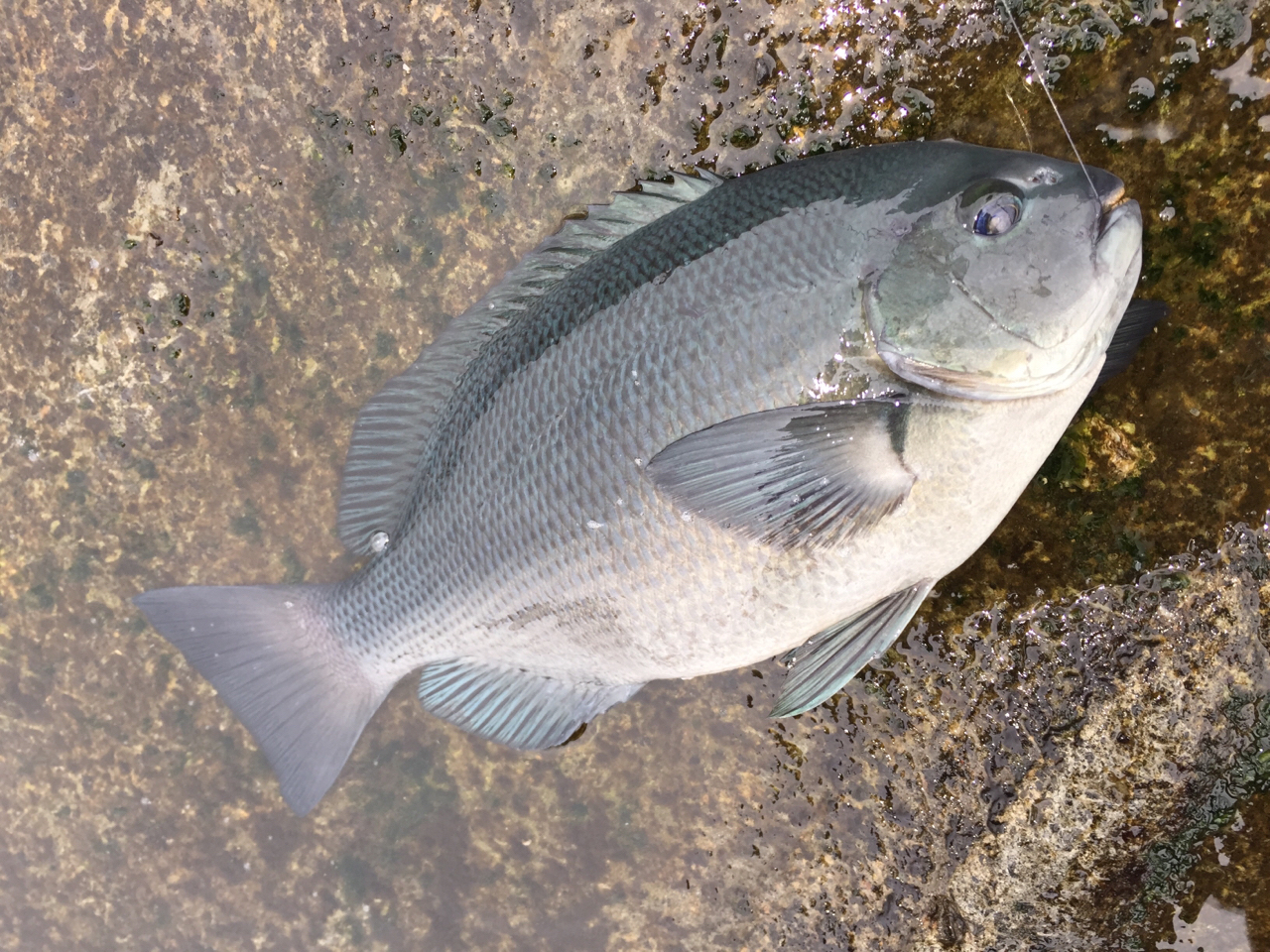 クチブトグレ