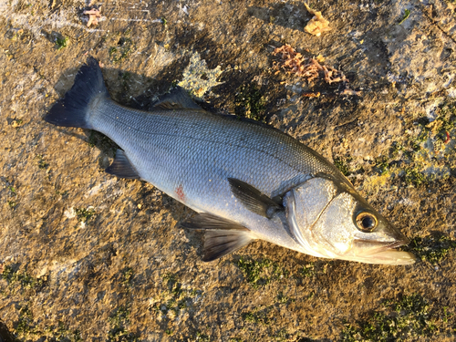 ヒラスズキの釣果