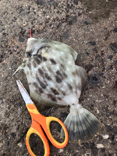 カワハギの釣果