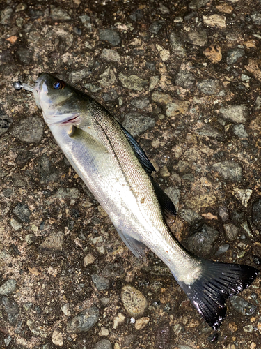 セイゴ（マルスズキ）の釣果