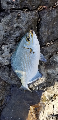 イスズミの釣果