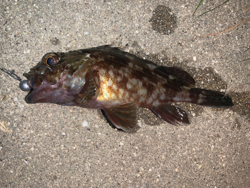 カサゴの釣果