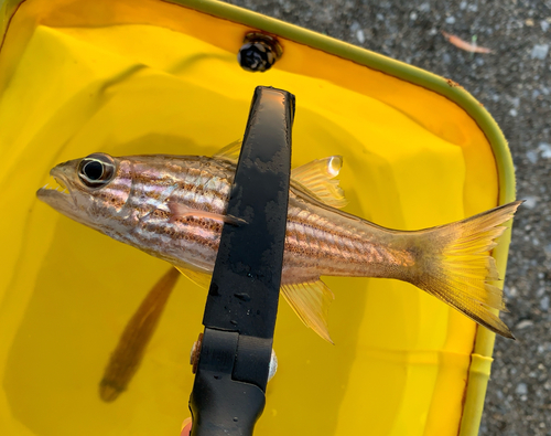 リュウキュウヤライイシモチの釣果