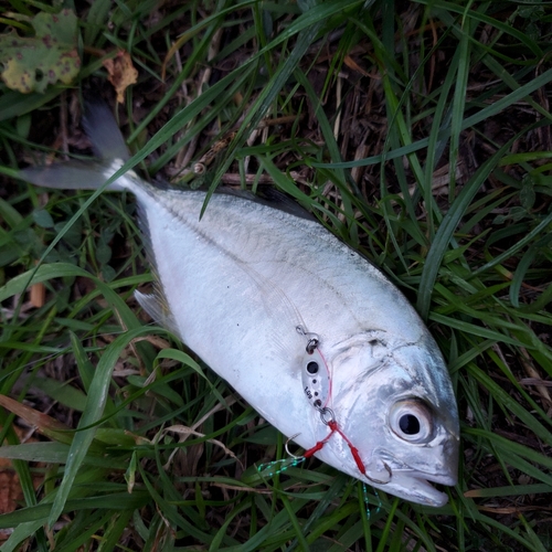 メッキの釣果