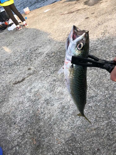 サバの釣果