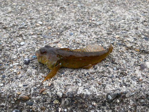 アナハゼの釣果