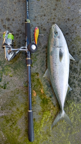 イナダの釣果