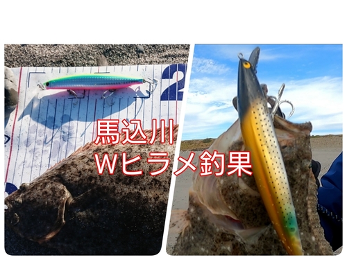 ヒラメの釣果