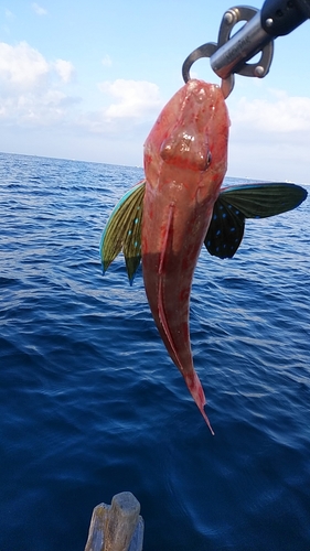 ホウボウの釣果