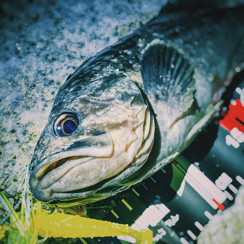 クロソイの釣果