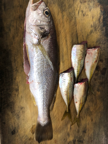 イシモチの釣果