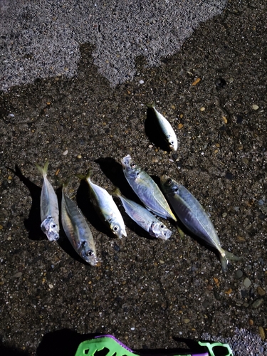 アジの釣果