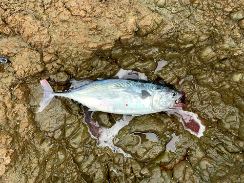 カツオの釣果