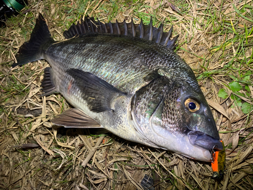 チヌの釣果