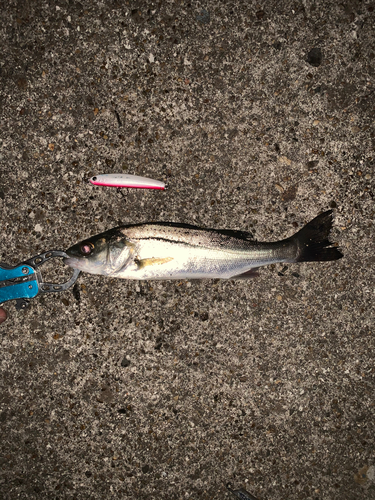 セイゴ（マルスズキ）の釣果