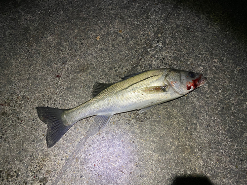 フッコ（マルスズキ）の釣果