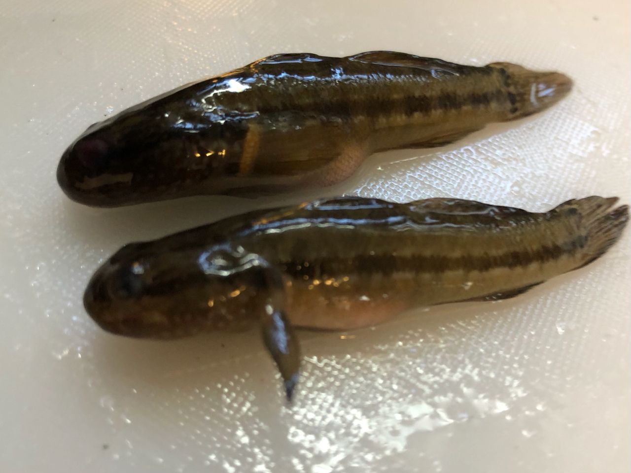 シマハゼ