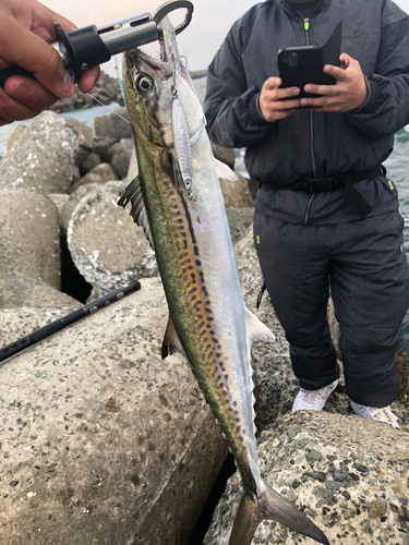 サゴシの釣果