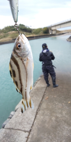 コトヒキの釣果