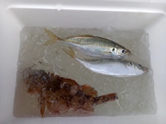 アジの釣果