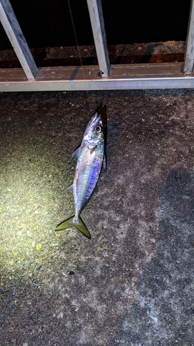 サバの釣果