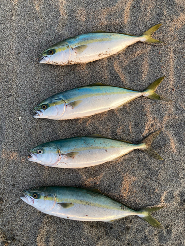 イナダの釣果