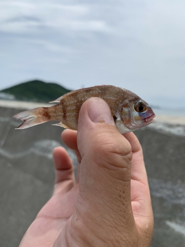 チャリコの釣果