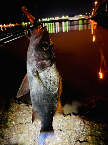 セイゴ（マルスズキ）の釣果