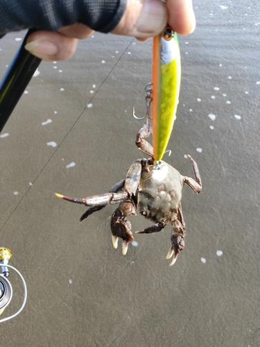 カニの釣果