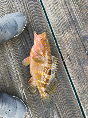 アコウの釣果