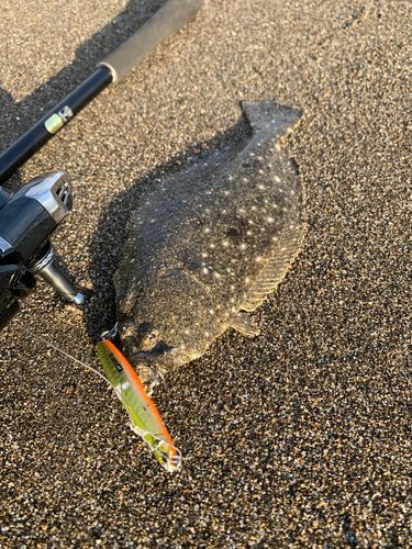 ソゲの釣果