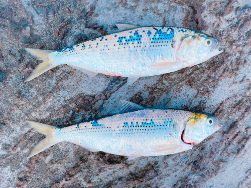 コノシロの釣果