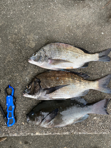 クロダイの釣果