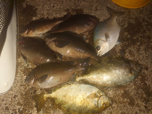 クチブトグレの釣果