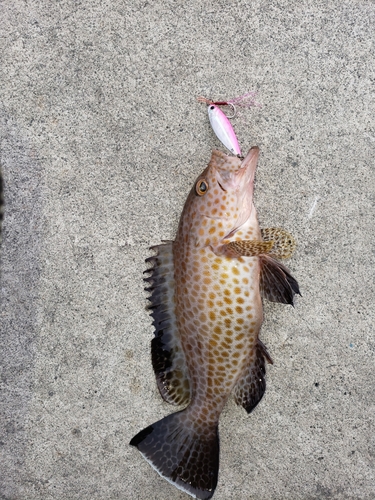 オオモンハタの釣果