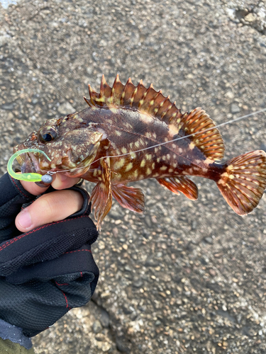 カサゴの釣果