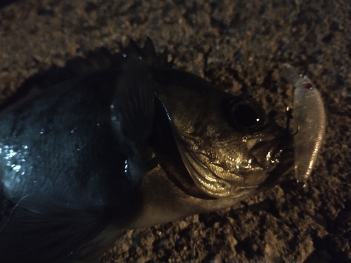 アオメバルの釣果