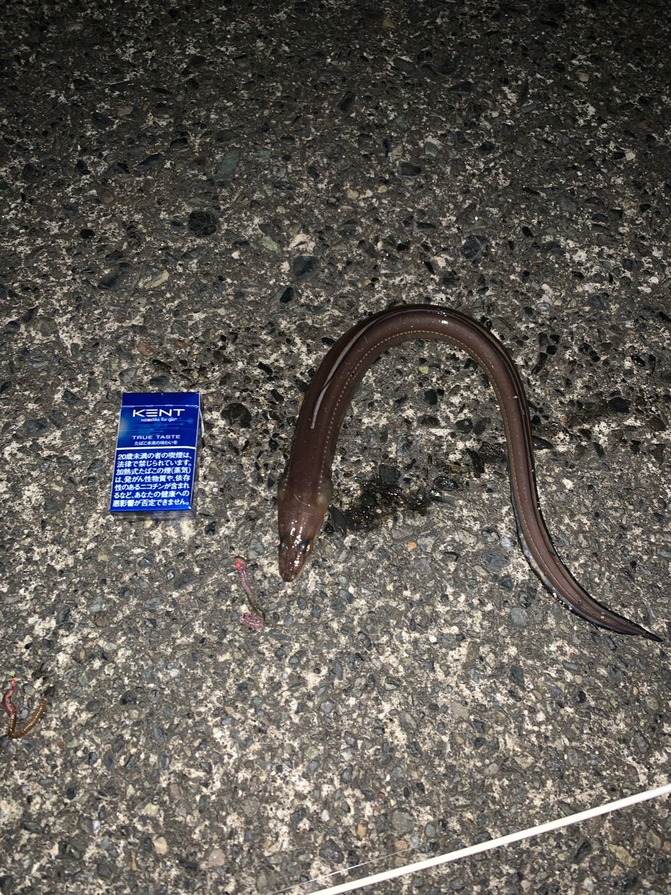 アナゴ