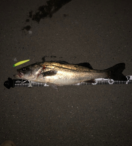 シーバスの釣果