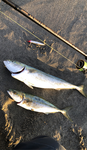 ワラサの釣果