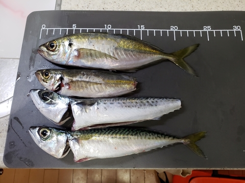 アジの釣果